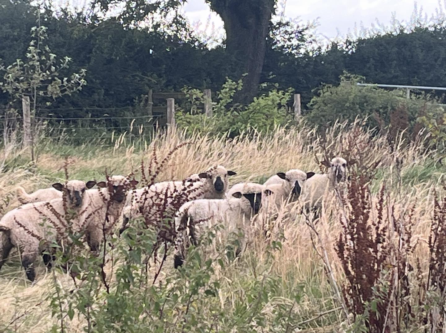 Shropshire sheep grazing amongst the trees
